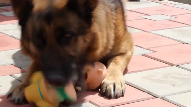 German Shepherd Bagira/немецкая овчарка Багира смотреть онлайн