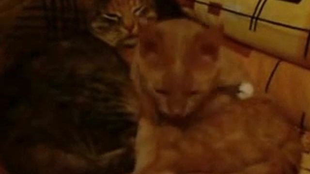 Приемная мама для осиротевшего котенка. Ч. 4 из 4/ Спустя 10 месяцев / смотреть онлайн