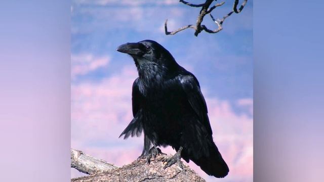 ЭДГАР ПО - ВОРОН: Музыкальная поэзия смотреть онлайн