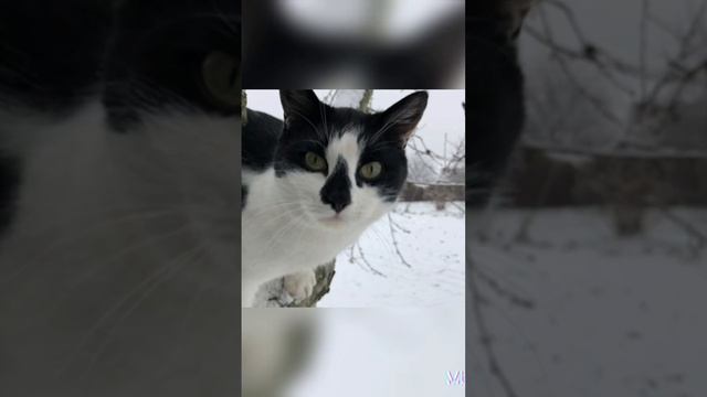 эдит для малыша с канала анука давайка #анукадавайка #малыш #алисамоякиса смотреть онлайн