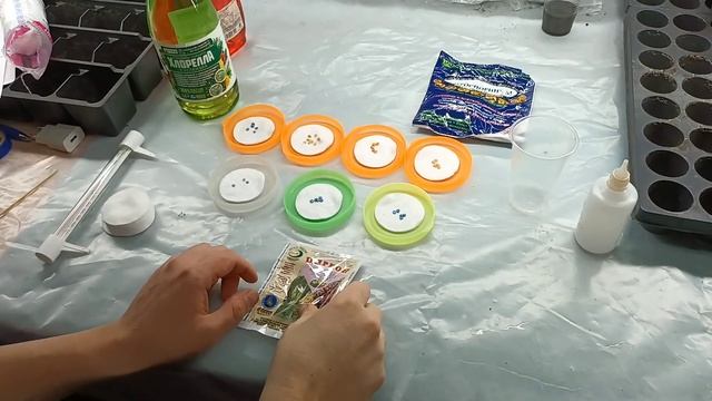 Посев перца на рассаду в 2022 , как прорастить семена перца смотреть онлайн