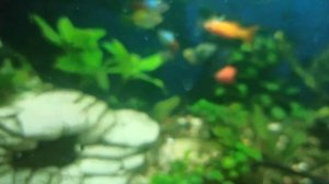 Пицилии, Моллинезии. Живородка. Нерест, Малек. Как сохранить малька, нерестовик для мальков. Корм.