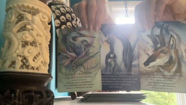 Today’s tarot is from my Spirit of the Animals oracle deck смотреть онлайн