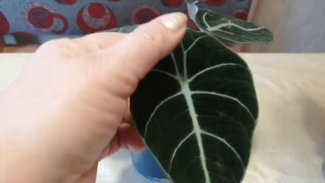 Новиночки из Голандии.Алоказия Блек Вельвет и крошка Дворф. Аглаонема. смотреть онлайн
