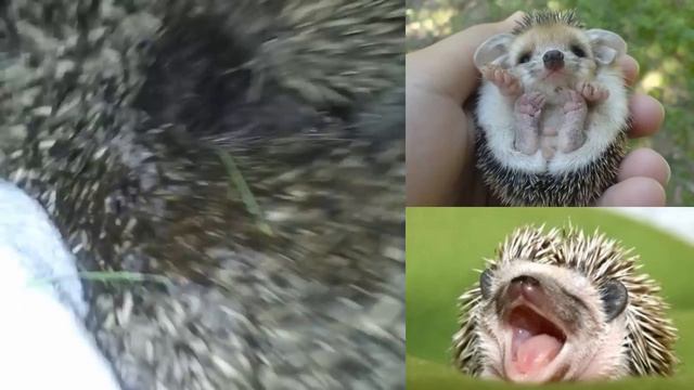 Маленький ежик ) -Little hedgehog ) смотреть онлайн