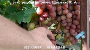 виноград Ирис