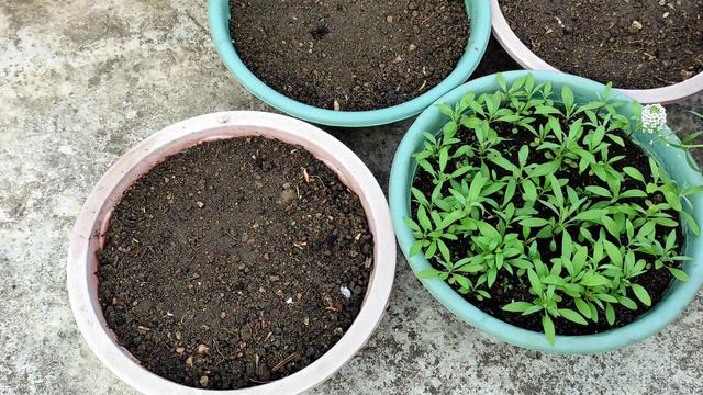 How to transplant seedlings/ छोटी पौध को गमले में कैसे लगाए смотреть онлайн