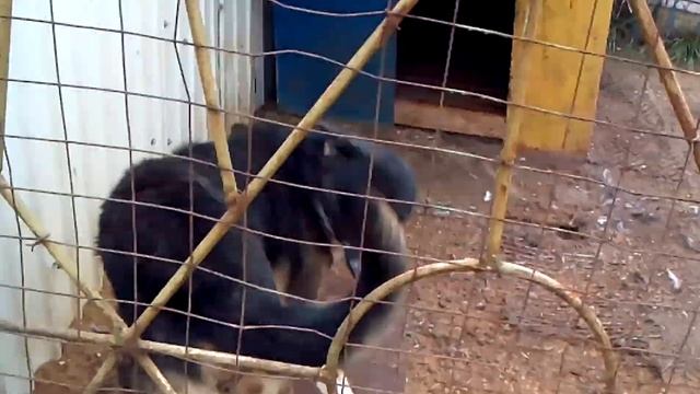 Как куры крысу заклевали смотреть онлайн