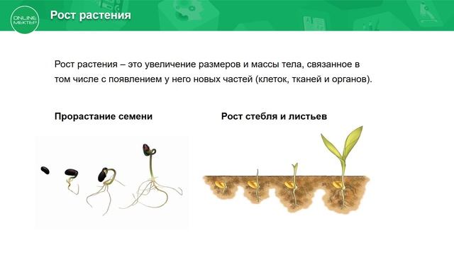 7 класс. Биология. Понятие индивидуального развития организмов. 29.04.2020. смотреть онлайн