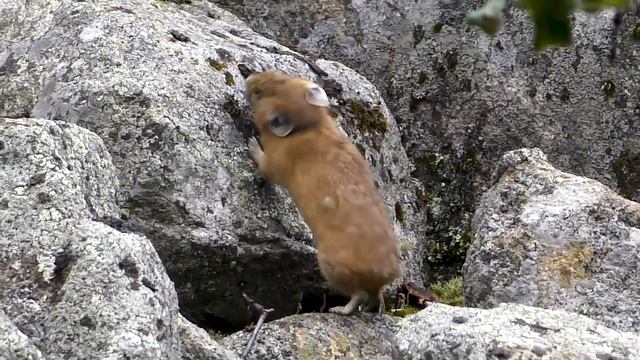 Пищуха обжорка/pika chews смотреть онлайн