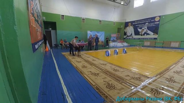 Региональная выставка собак всех пород ранга САС КЧФ "Рязанская весна 2018" смотреть онлайн