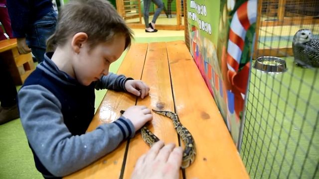 ЖИВОТНЫЕ КОНТАКТНЫЙ ЗООПАРК Сова змеи цыплята кролики МОЖНО БРАТЬ В РУКИ И КОРМИТЬ смотреть онлайн