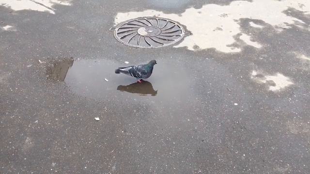 Погода в Москве. Пасмурно, безветренно. Район Отрадное (СВАО) смотреть онлайн