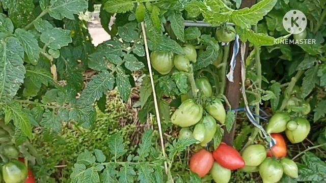 Сибирь. Обзор и дегустация Томатных гномов Десперадо и от Бреда Гейтса. смотреть онлайн