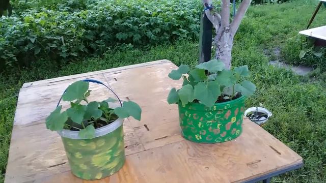 КАК ВИРОСТИТЬ ОГУРЕЦ У ВЕДРАХ смотреть онлайн