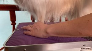 Стрижка лап папийону