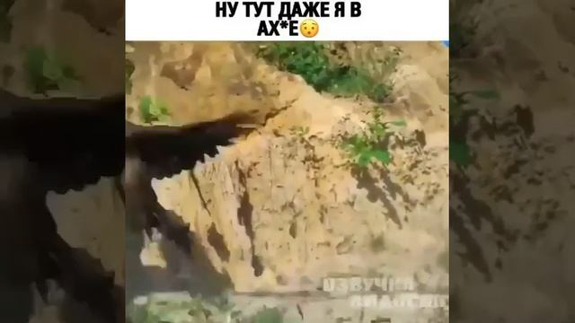 Смелая курица