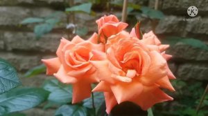Scent from heaven. Beautiful scented rose in my garden.