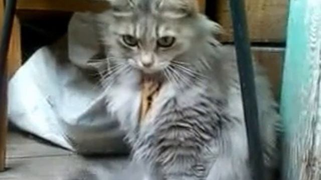 КотЭ и прищепка. смотреть онлайн