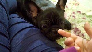 Мой метод кормления французского бульдога, дешево и просто. Чем кормлю своих собак.