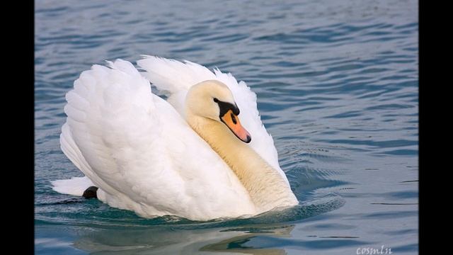 Танец белых лебедей автор Максим Коломацкий Mn 4