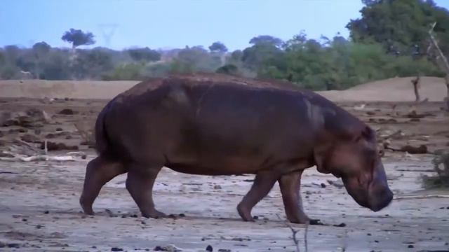 Что мы узнаем из книги Иов Животный мир JW ORG смотреть онлайн