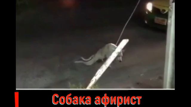 Приколы.Собака аферист,как видит людей,начинает симулировать Прикол прикол.Молодец так и надо. смотреть онлайн