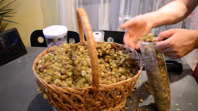 Заготавливаем ХМЕЛЬ для домашнего пива. Вакуумация хмеля. смотреть онлайн