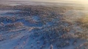 Огромная стая волков в Якутии