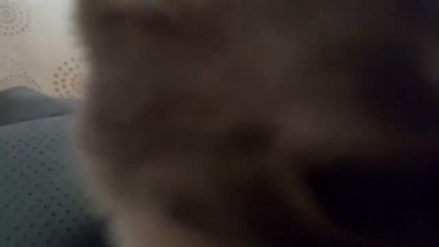 Котокрыса красивая и умная #cat #rat #funnycats #funnyshorts #приколы смотреть онлайн