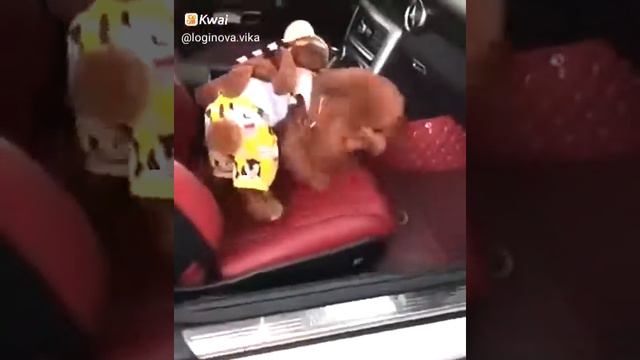 Там собачкааа ходит на двух ногах  ха-ха-ха!!!        !