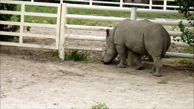 Животные Ростовского зоопарка ( жираф, белый носорог,гуанако) 02.09.18 г. смотреть онлайн