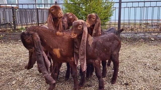 Камори козы. смотреть онлайн