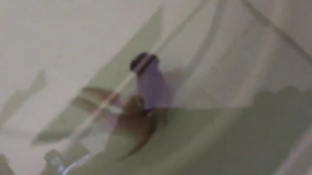 SUPER LANGKA! IKAN EKOR KUARTET