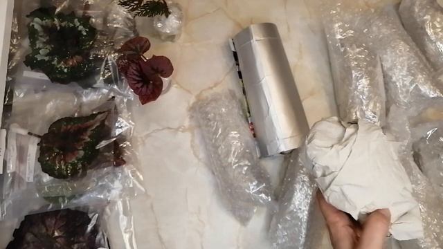 Сезон почтовых посылочек открыт ??Хомяк счастлив ?Новые бегонии смотреть онлайн