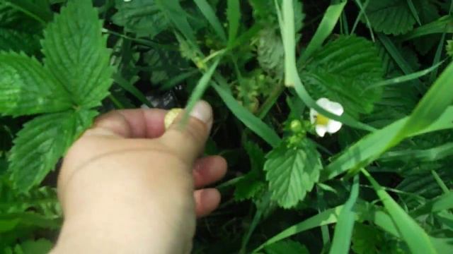 знакомьтесь, ананасная земляника! смотреть онлайн