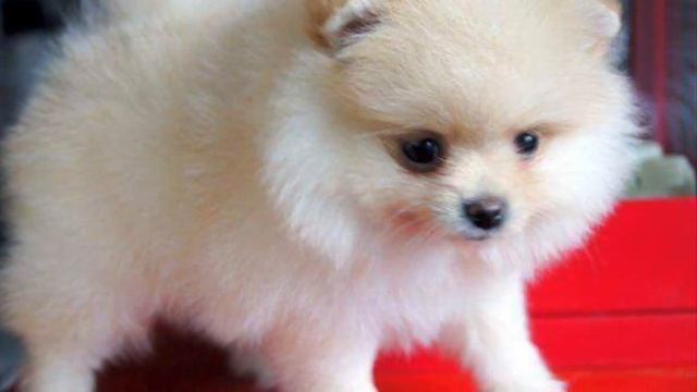 Как правильно выбрать щенка померанского шпица смотреть онлайн