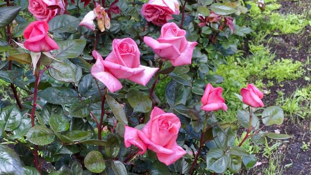 Rose Fragonard - Delbard Rose