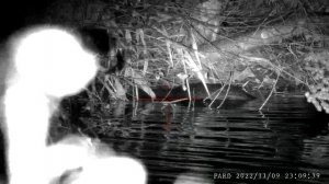 Снял бобра, охота на бобра, леший 2 6,35