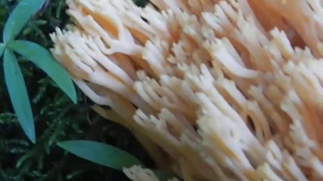 Sparassis Crispa  Спарассис курчавый ??