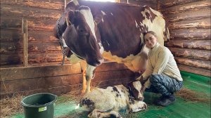 Отёл Айрширской коровы в поле.Очень крупный телёнок.Помогаю Бусе