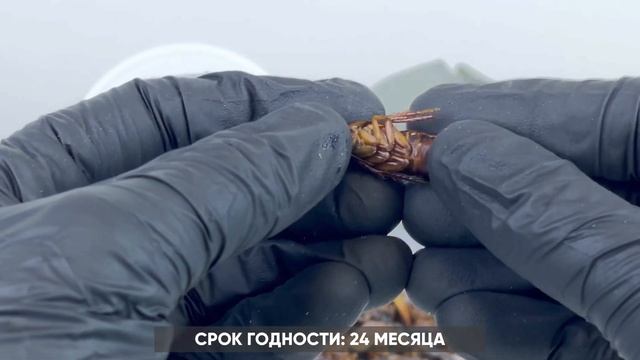 AQUAMENU Таракан туркменский консервированный. Универсальный корм для насекомоядных животных. смотреть онлайн