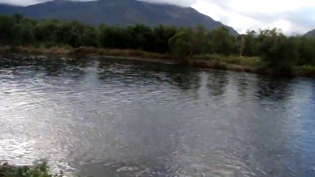 Камчатка.р.озерная.каюк.кета нерестится. нерка прыгает18сент12г смотреть онлайн