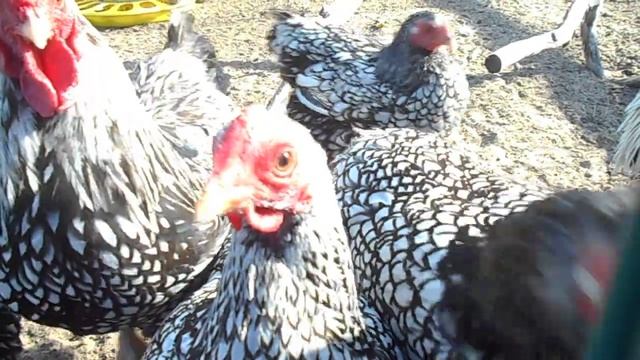 ВИАНДОТ СЕРЕБРИСТЫЙ / См. Описание смотреть онлайн