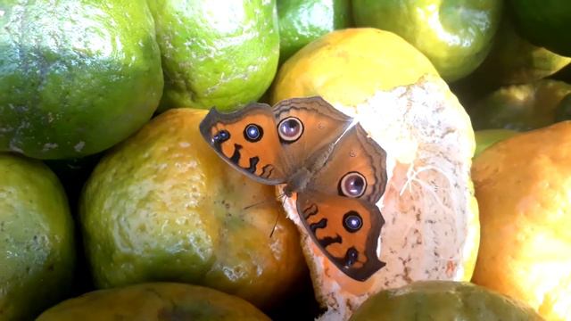 Orange Butterfly смотреть онлайн