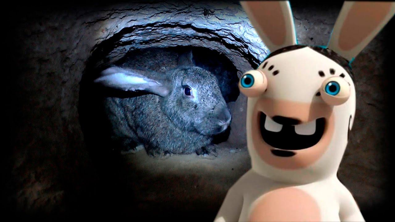 Как кролики живут в яме и роют себе норы / rabbits in burrows смотреть онлайн