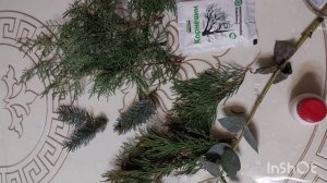 Эксперимент с черенкованием хвойных и эвкалипта!! Часть 1.