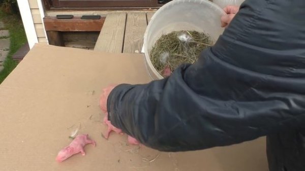 ЗАЧЕМ КРОЛЬЧИХА ДЕЛАЕТ ЭТО С КРОЛЬЧАТАМИ ПОСЛЕ ОКРОЛА Кролики содержание и разведение