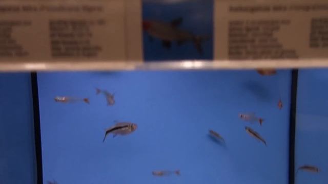 PH в аквариуме. Замеры снижение и повышение PH` смотреть онлайн