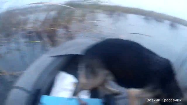 Охота ну утку на лодке с собакой . смотреть онлайн